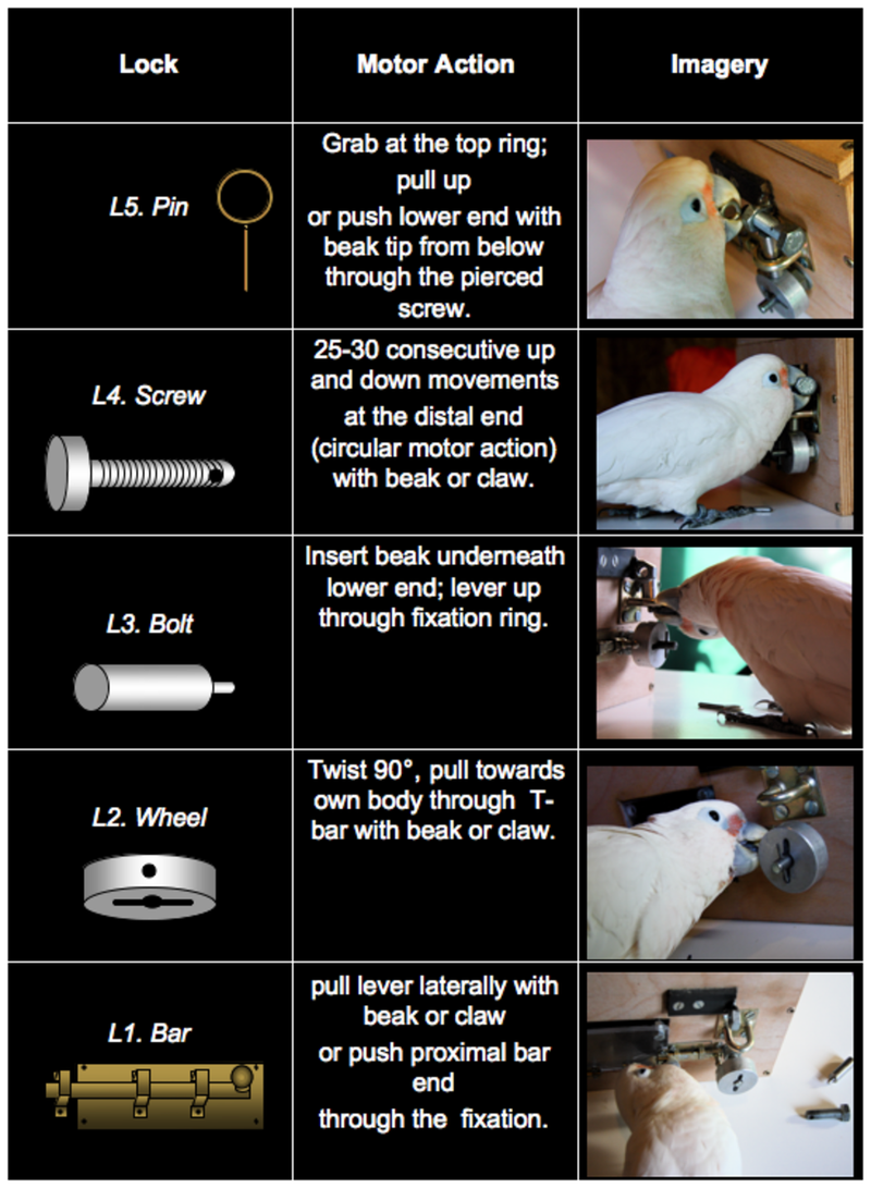 Illustration for article titled Lock-picking cockatoos prove yet again that birds are freakin’ smart